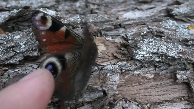 Бабочка Павлиний глаз пугает смотреть онлайн