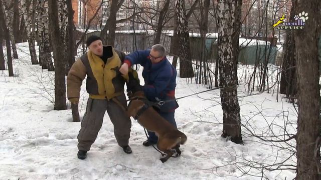 Собака для охраны, давление до хватки и мягкая работа фигуранта на хватке смотреть онлайн