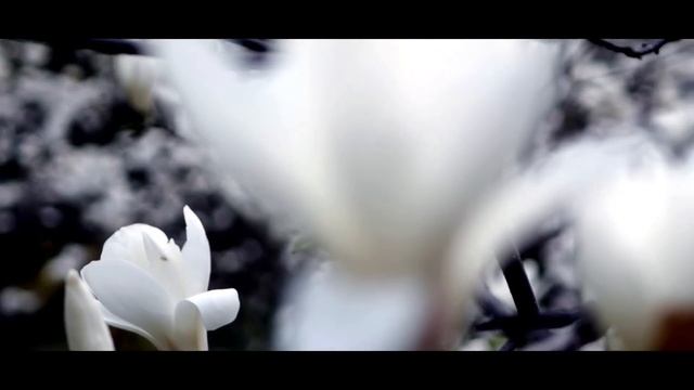Киев. Цветут магнолии. 1080p смотреть онлайн