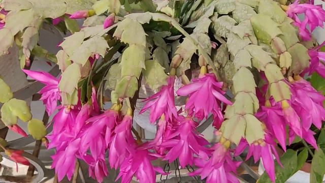 Beautiful flower Christmas cactus at my home 🏡 Happy new year 2024🎉 смотреть онлайн