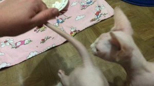 Милые котята Канадский Сфинкс ❤️Звуки