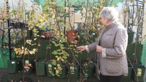 Когда сажать плодовые деревья ✔️ Как выбрать яблоню и грушу