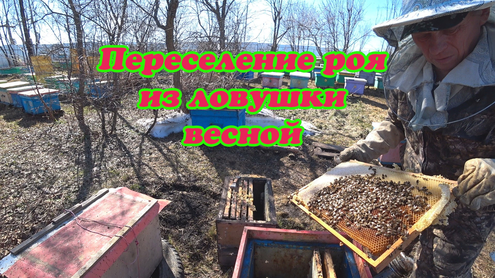 ПЕРЕСАДКА ЗИМОВАЛОГО РОЯ ИЗ ЛОВУШКИ, ПЧЕЛА МЕСТНАЯ И СТРОГАЯ, ЗАЛИЛА ЯДОМ ОБЪЕКТИВ КАМЕРЫ. смотреть онлайн