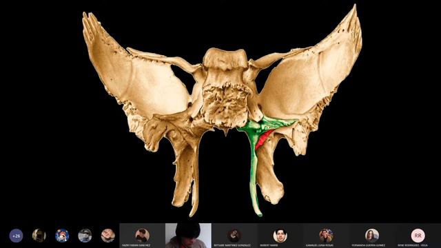 CLASE 14 APOFISIS PTERIGOIDES смотреть онлайн