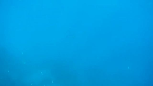 Спинорог опасен для человека / Смотреть видео до конца смотреть онлайн