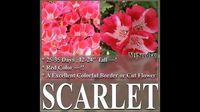 CLARKIA GODETIA - DWARF SCARLET RED - Clarkia amoena FLOWER SEEDS on www.MySeeds.Co смотреть онлайн