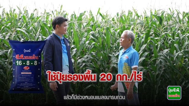 ปลูกข้าวโพดซี.พี.เอฟ 16 ปลูกได้3รุ่น เป็นพันธุ์ที่ใช้ปริมาณน้ำน้อย смотреть онлайн