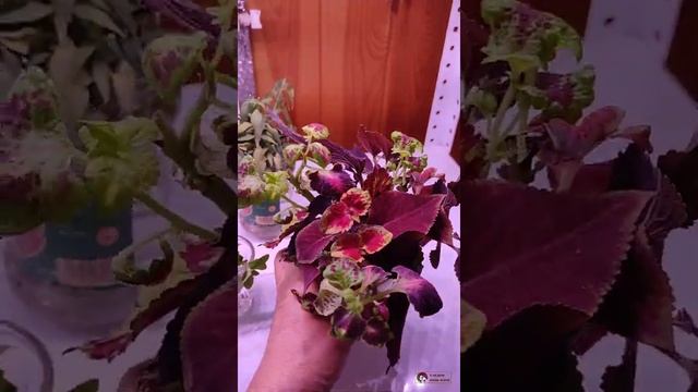 Укореняем, размножаем и продлеваем жизнь цветов. смотреть онлайн