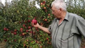 Джумбо  помм   -  сорт яблони  с крупными плодами