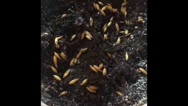 Grass for cat with love. Как вырастить траву для кошек смотреть онлайн