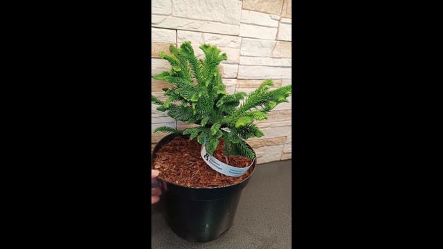 Криптомерия японская Томагавк смотреть онлайн