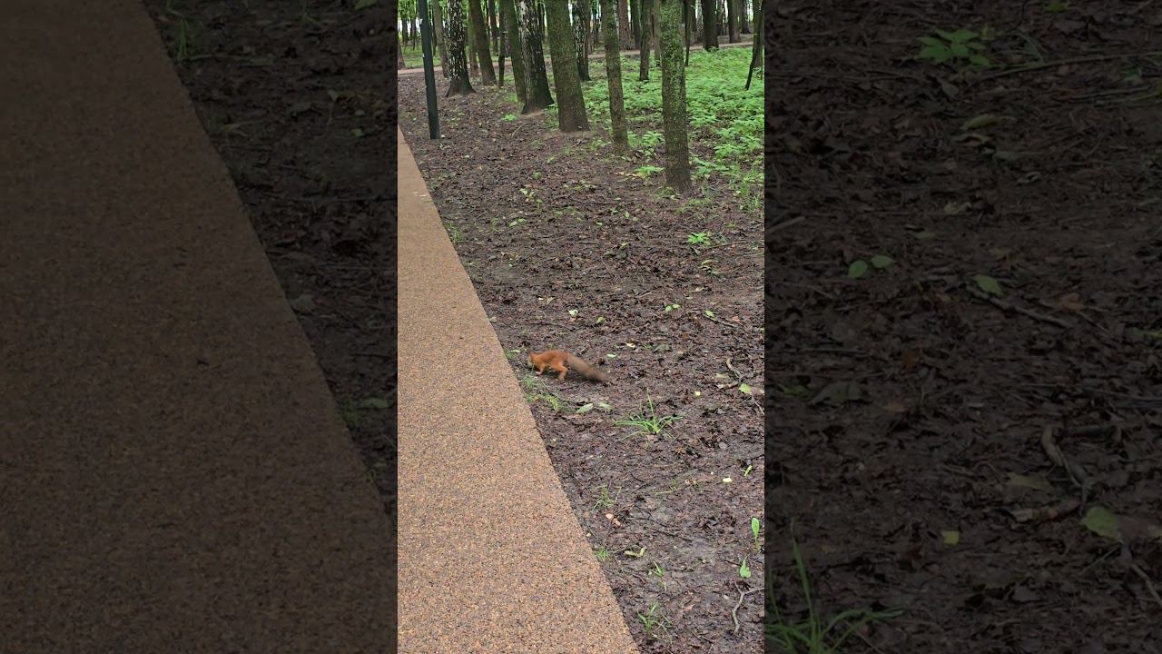 Беличья физкультура #2024 #smartphone смотреть онлайн