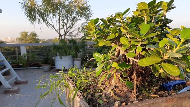 How to make Ficus Microcarpa Bonsai | Chinese banyan Bonsai смотреть онлайн