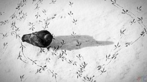 23 января / Чьи следы на снегу?