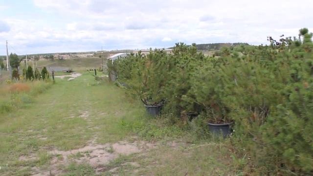 сосна горная в контейнерах смотреть онлайн