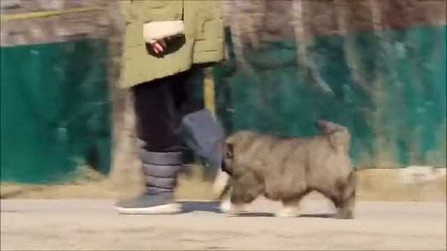 кавказская овчарка