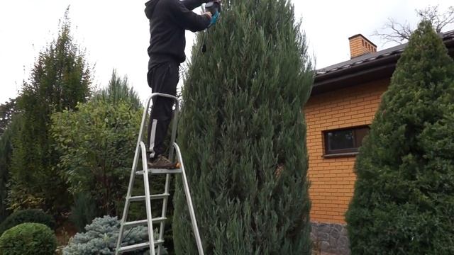 Стриженная форма приоритет сада!