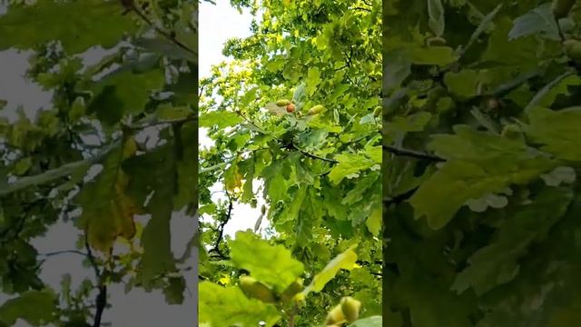 Осень пришла - на меня падают жёлуди с дуба | Autumn has arrived - acorns falling from the oak tree смотреть онлайн