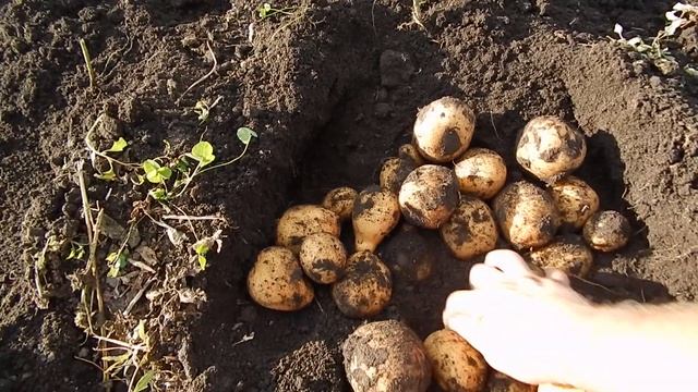 СЕМЕННОЙ КАРТОФЕЛЬ. БИО-ФЕРМА МАНГАЛИЦА смотреть онлайн