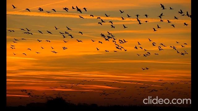 Крик перелётных птиц (журавли).The cry of migratory birds flying south, flying in the sky. смотреть онлайн