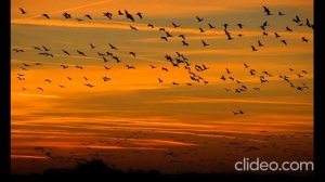 Крик перелётных птиц  (журавли).The cry of migratory birds flying south, flying in the sky.