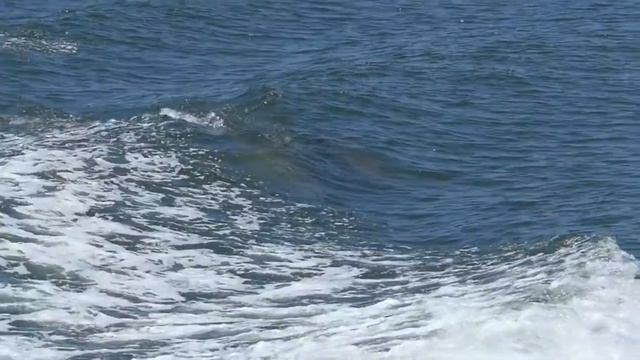 Голоса дельфинов/Дельфины разговаривают/Целебные звуки дельфинов/Dolphin voices/Dolphin sounds смотреть онлайн