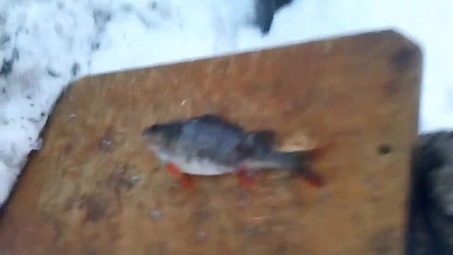 как почистить окуня, чистка окуня не напрягаясь смотреть онлайн