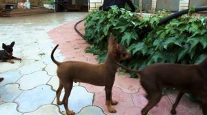 русские той терьеры гуляют во дворе