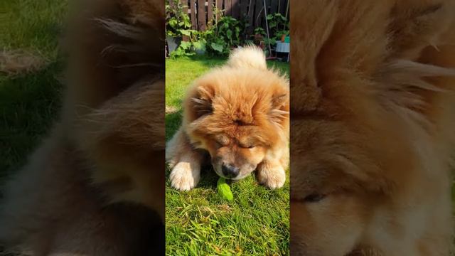 Щенок чау чау и огурец! Chow chow puppy and cucumber. смотреть онлайн