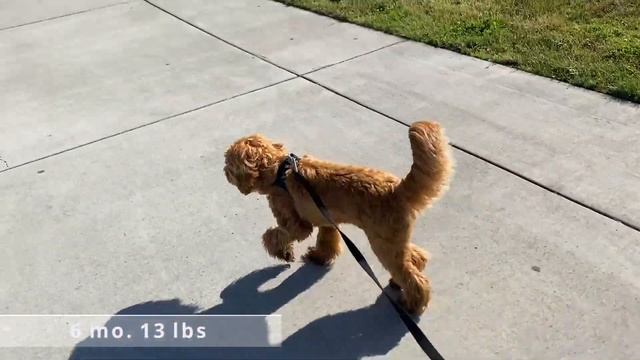HOW BIG DO Mini LABRADOODLES GET? смотреть онлайн