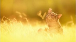 Диктант для 3 класса с грамматическим заданием “Лакомка»