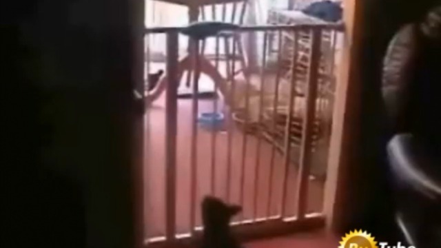 Лучший в истории кото-прыжок смотреть онлайн