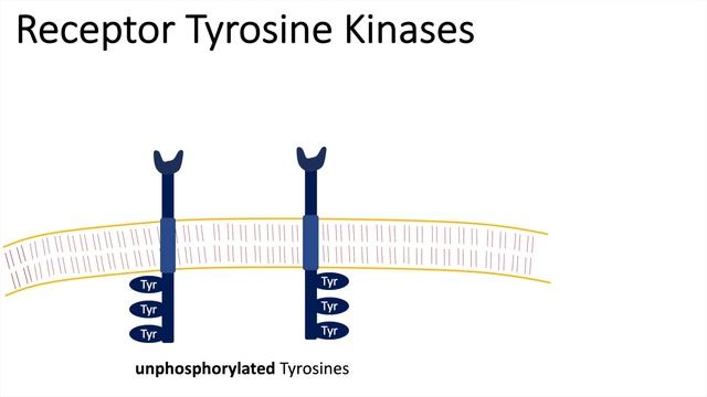 Receptor Tyrosine Kinases - RTK смотреть онлайн