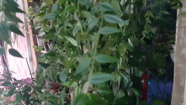 Дом в цветах// Комнатные цветы// Конец декабря. смотреть онлайн