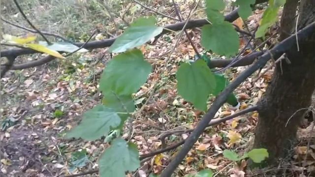 Вегетативная гибридизация смотреть онлайн