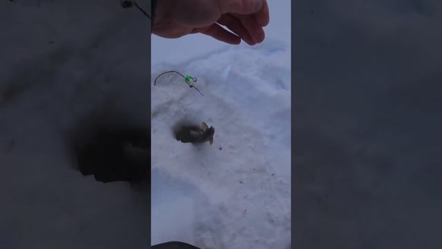Хариус на донку. Зимняя рыбалка. смотреть онлайн