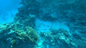 2021 EGIPTAS  Snorkeling, Coral Beach Resort Tiran 4*