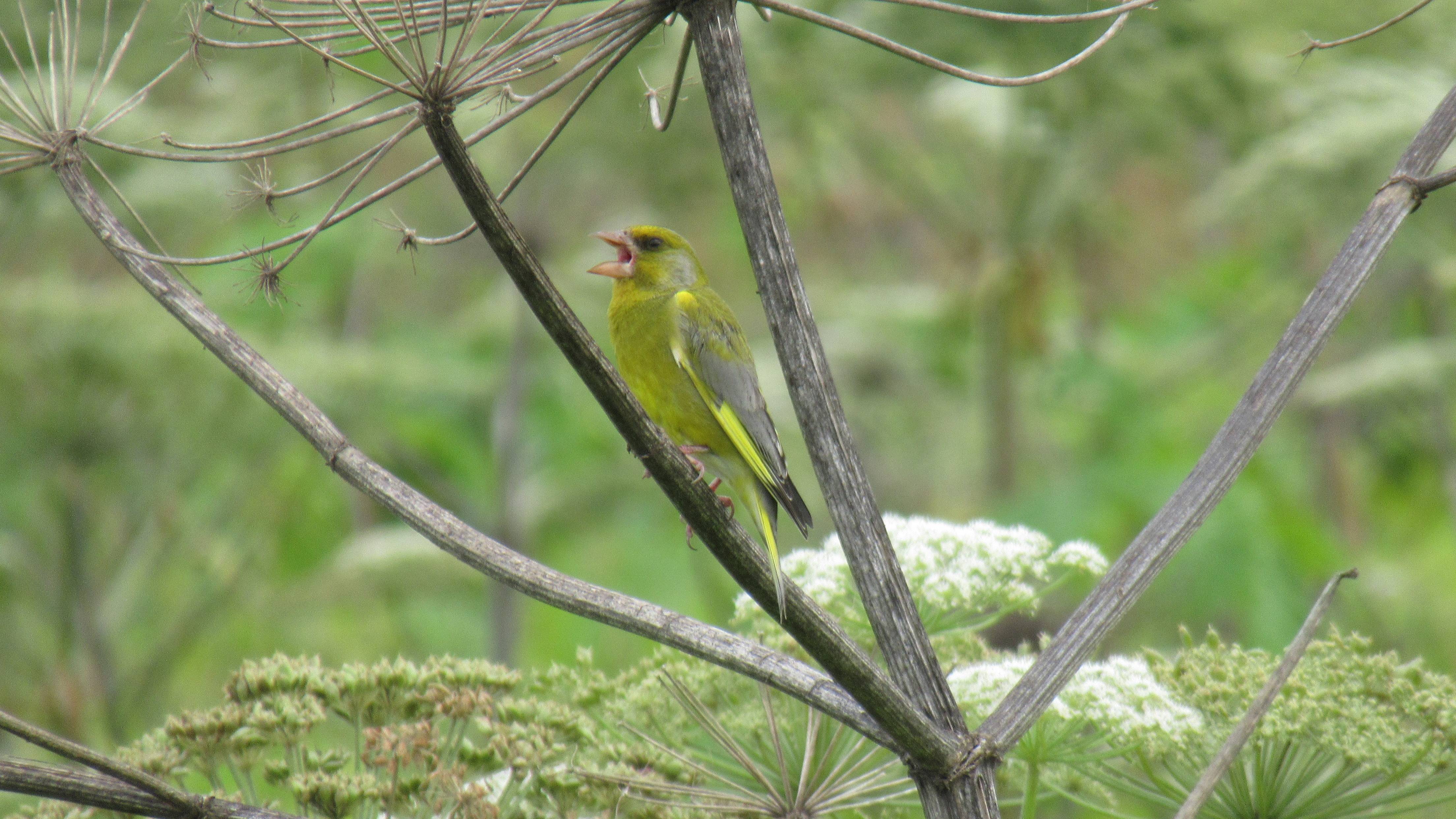 Пение зеленушки. Песня птички зеленушки смотреть онлайн