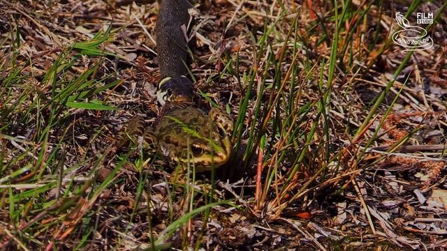 Snakes Of The Czech Republic, Full Nature Documentary, Wild Reptiles Of Europe