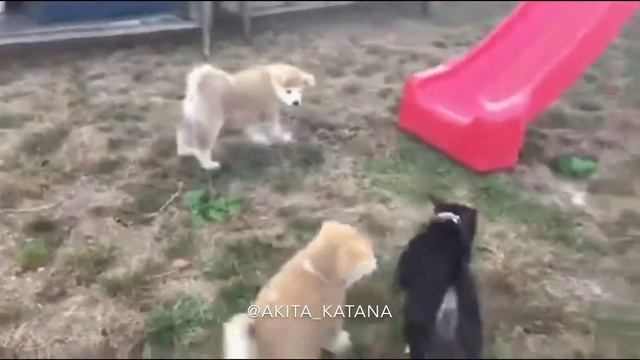 Akita puppy Yume walking with her friends.. смотреть онлайн