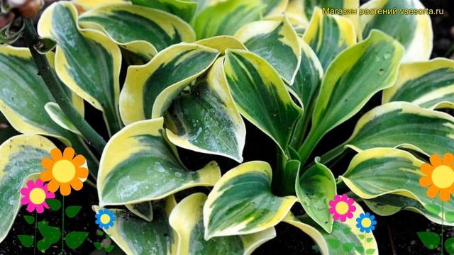 Хоста гибридная Михти маус. Краткий обзор, описание характеристик Hosta Mighty Mouse