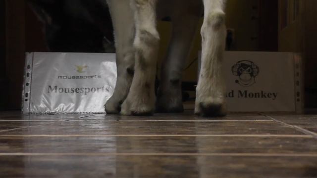DOG PREDICTS CS GO: Mousesports vs Bad Monkey - Fragbite Masters Season 3 | 23-10-14 смотреть онлайн
