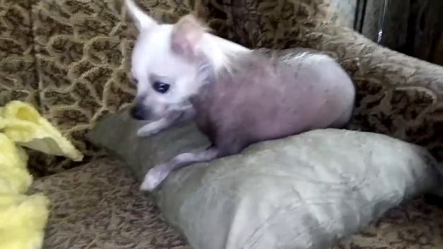 Лысая собака язык показывает Сайт: https://agro.pricepi.su смотреть онлайн