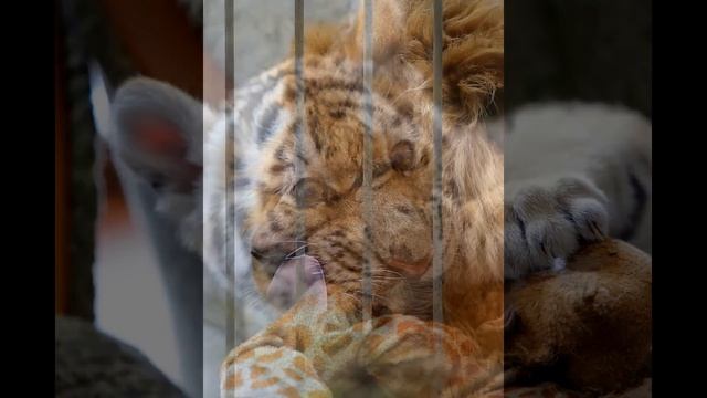 Васильевский зоопарк семьи Пылышенко.( Vasilevsky Zoo Family Pylyshenko)