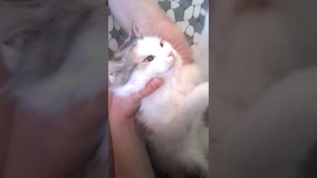 Моя кошка сошла с ума!!!? смотреть онлайн