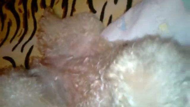 Угадай породу собаки смотреть онлайн