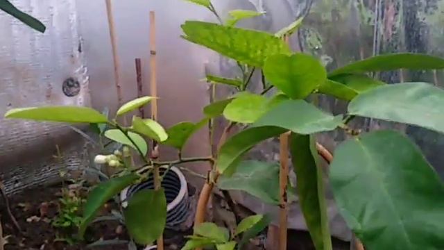 Инжир, лимон, гранат, лавр и мандарин на даче в заглубленной теплицев Подмосковье. Сад Копейки. смотреть онлайн