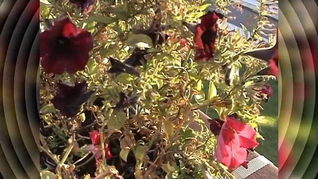 ?? Sony Handycam DCR-PC110E (2000) mini dv смотреть онлайн