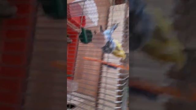 Что должно быть в клетке у волнистого попугая смотреть онлайн