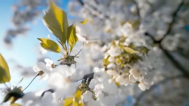 цветы весной смотреть онлайн